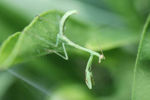baby-tenodera-500
