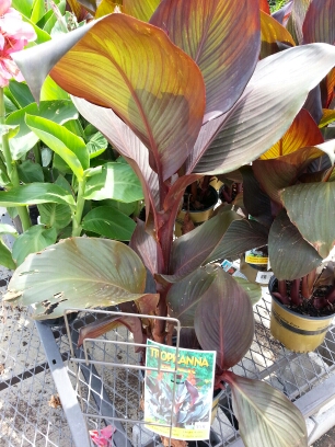20140706_135816.jpg image