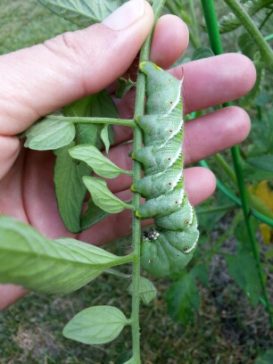 20140706_181702.jpg image