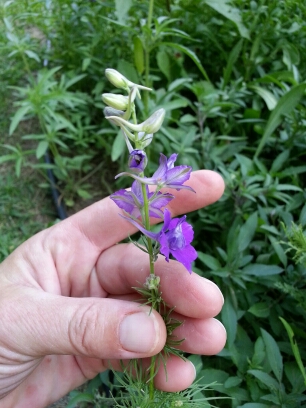 20140706_184447.jpg image