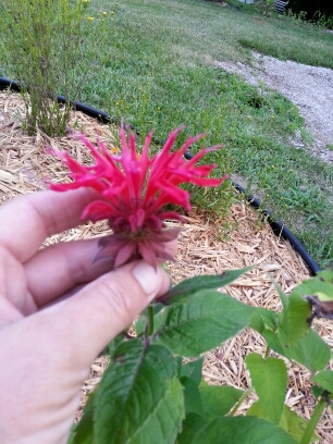 20140706_191938.jpg image