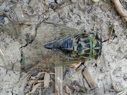20140706_192157-picsay.jpg image