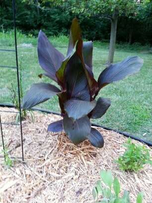 20140706_200304.jpg image
