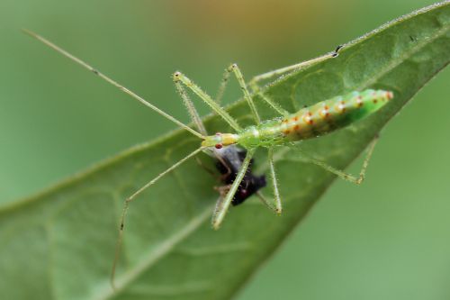 zelus-nymph-with-prey-500