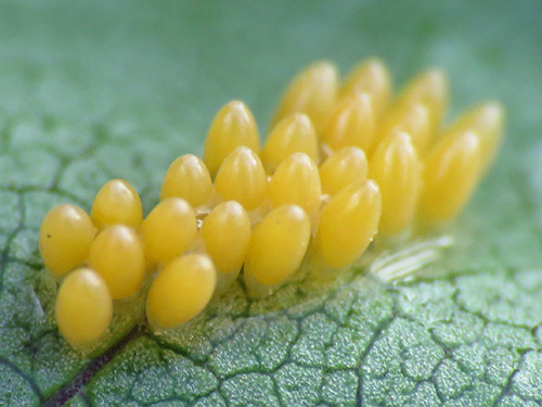 hibiscus-sawfly-eggs