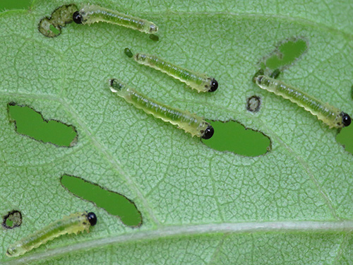 hibiscus-sawfly-larvae