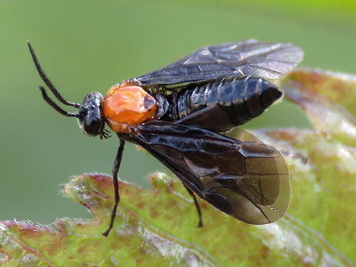 hibiscus-sawfly