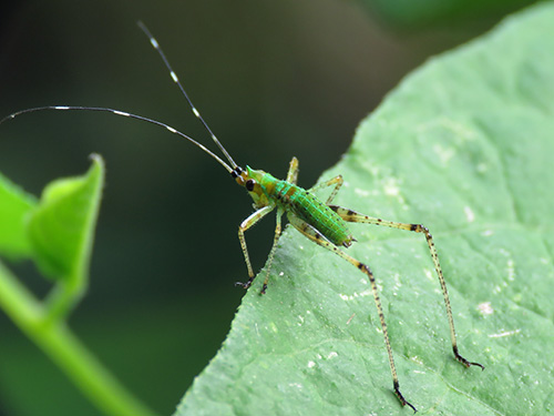 scudderia-nymph-2015