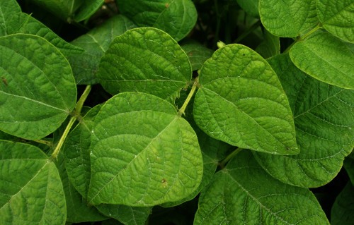 leaves