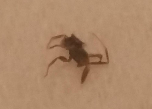 probable-ant-remains