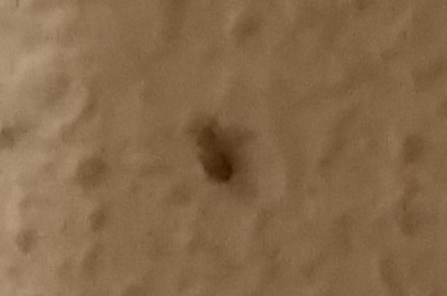 probable-booklouse