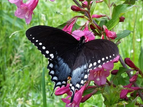 20160501_130603-picsay.jpg