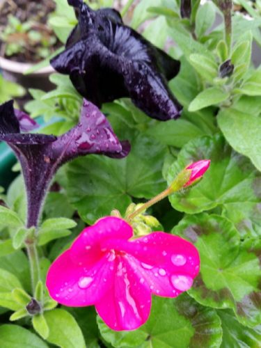 20160509_170440-picsay.jpg