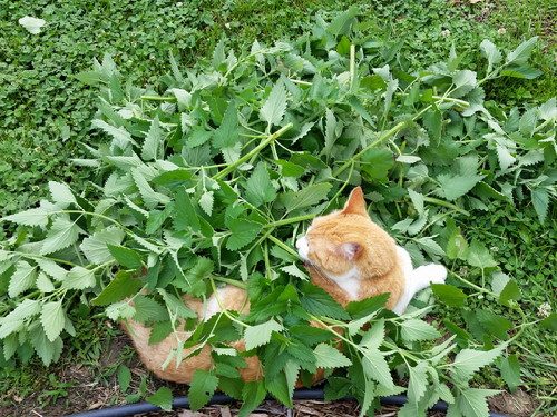 20160510_172541-picsay.jpg