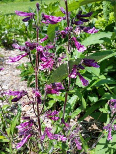20160515_120406-picsay.jpg