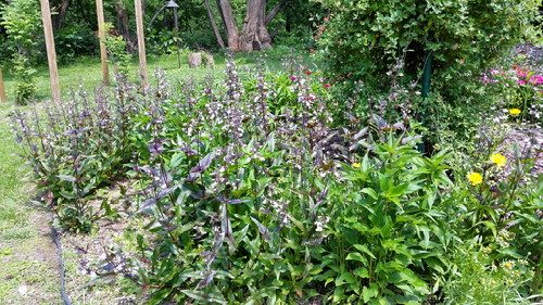 20160515_121201-picsay.jpg