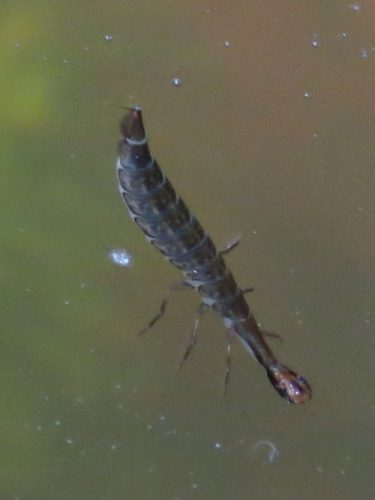 diving-beetle-larva