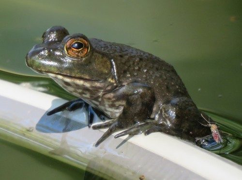michigan-jane-frog