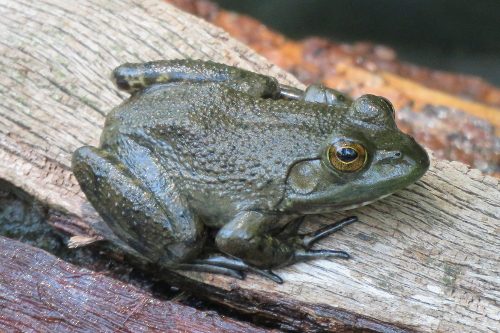 new-girl-bullfrog-500