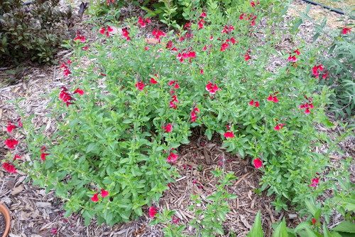 20160601_164047-picsay.jpg