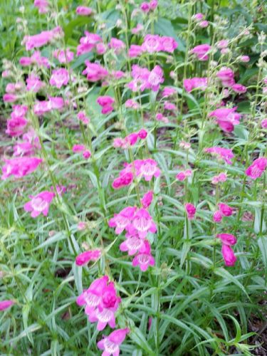 20160604_070622-picsay.jpg