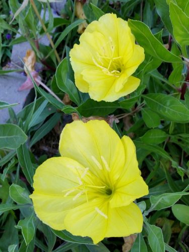 20160615_065218-picsay.jpg