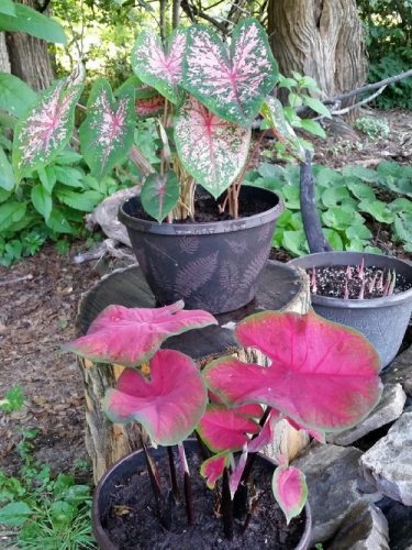 20160619_075625-picsay.jpg