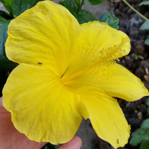 20160622_175145-picsay.jpg