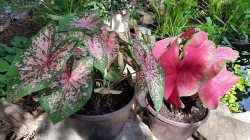 20160623_163840-picsay.jpg