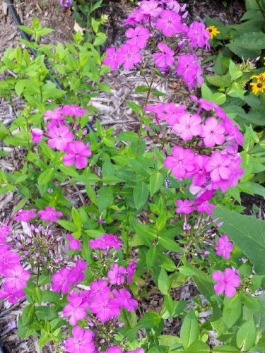 20160722_162228-picsay.jpg