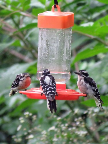 giant-black-and-white-hummingbirds-500.jpg
