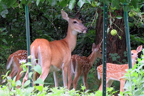 mama-and-triplets-500.jpg