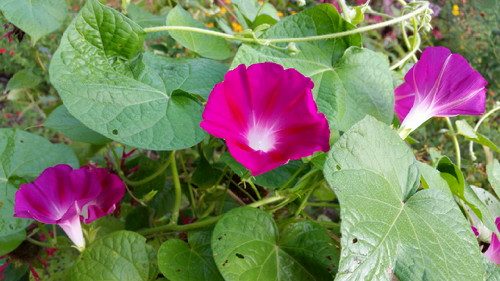 20160730_072419-picsay.jpg
