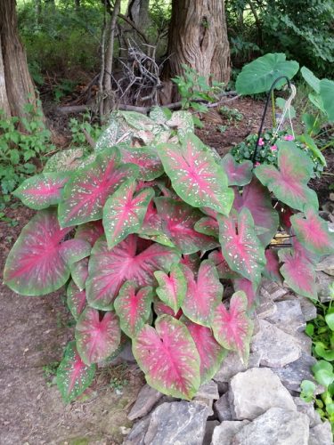 20160806_090416-picsay.jpg