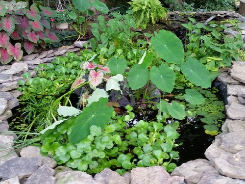20160806_090611-picsay.jpg