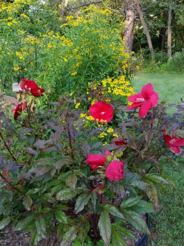 20160828_072638-picsay.jpg