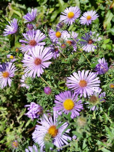 20160911_150239-picsay.jpg
