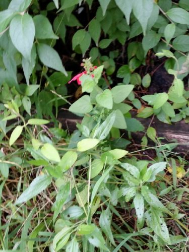 20160916_162828-picsay.jpg
