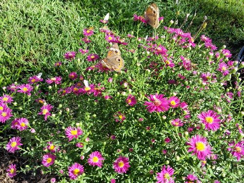 20160917_164046-picsay.jpg